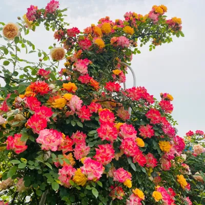 ROSE, CLIMBING, MULTI, #3