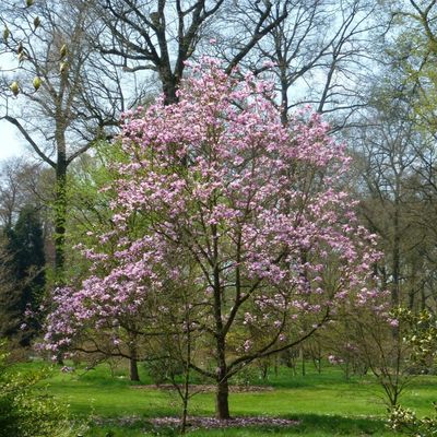 MAGNOLIA, GALAXY, #7