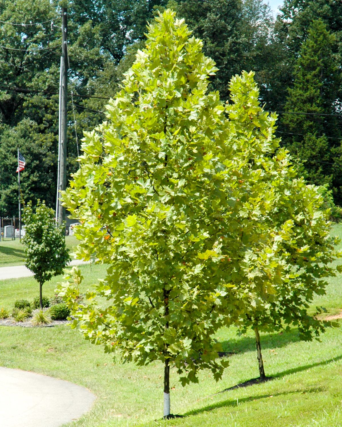 LONDON PLANETREE, EXCLAMATION,#15