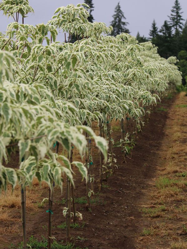 DOGWOOD, KOUSA, SUMMER FUN, #5