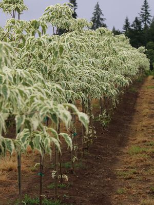 DOGWOOD, KOUSA, SUMMER FUN, #5