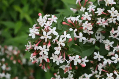 ABELIA M. 'SWEET EMOTION BLAZE', #2