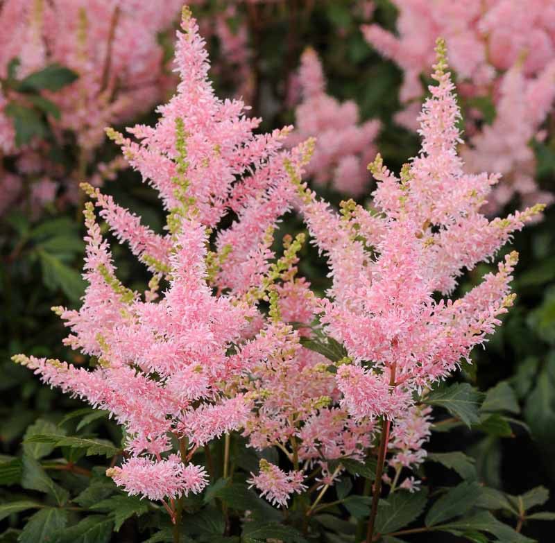 ASTILBE, 'YOUNIQUE PINK', 19CM