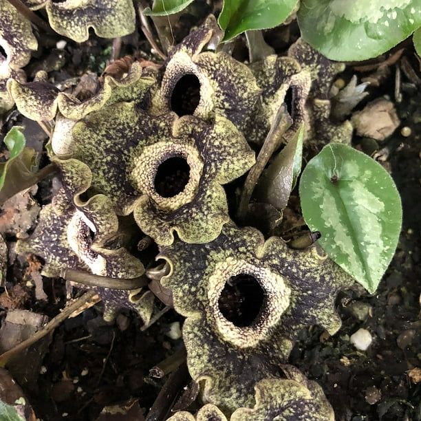 CHINESE GINGER (ASARUM), 19CM
