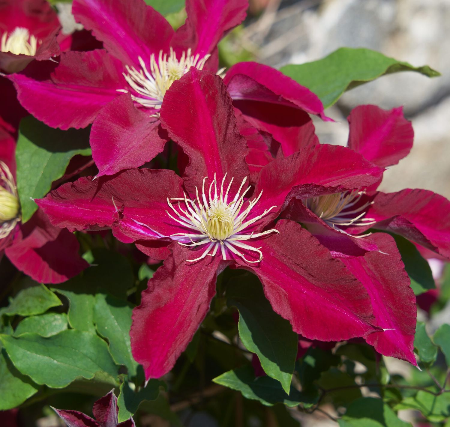 CLEMATIS, ELPIS, 19CM