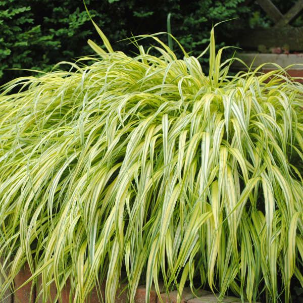 JAP. FOREST GRASS, AUREOLA, 19CM