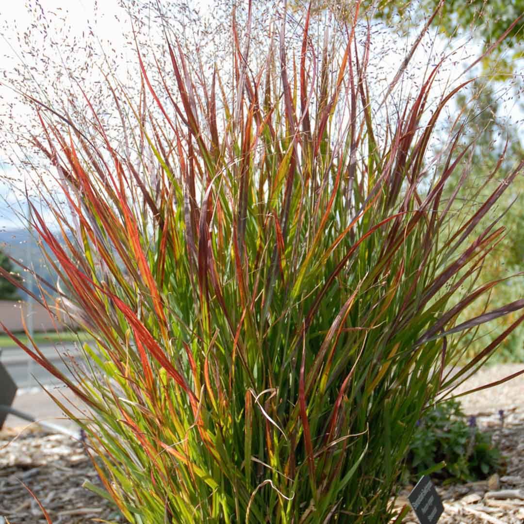 SWITCHGRASS, SHENANDOAH, #2