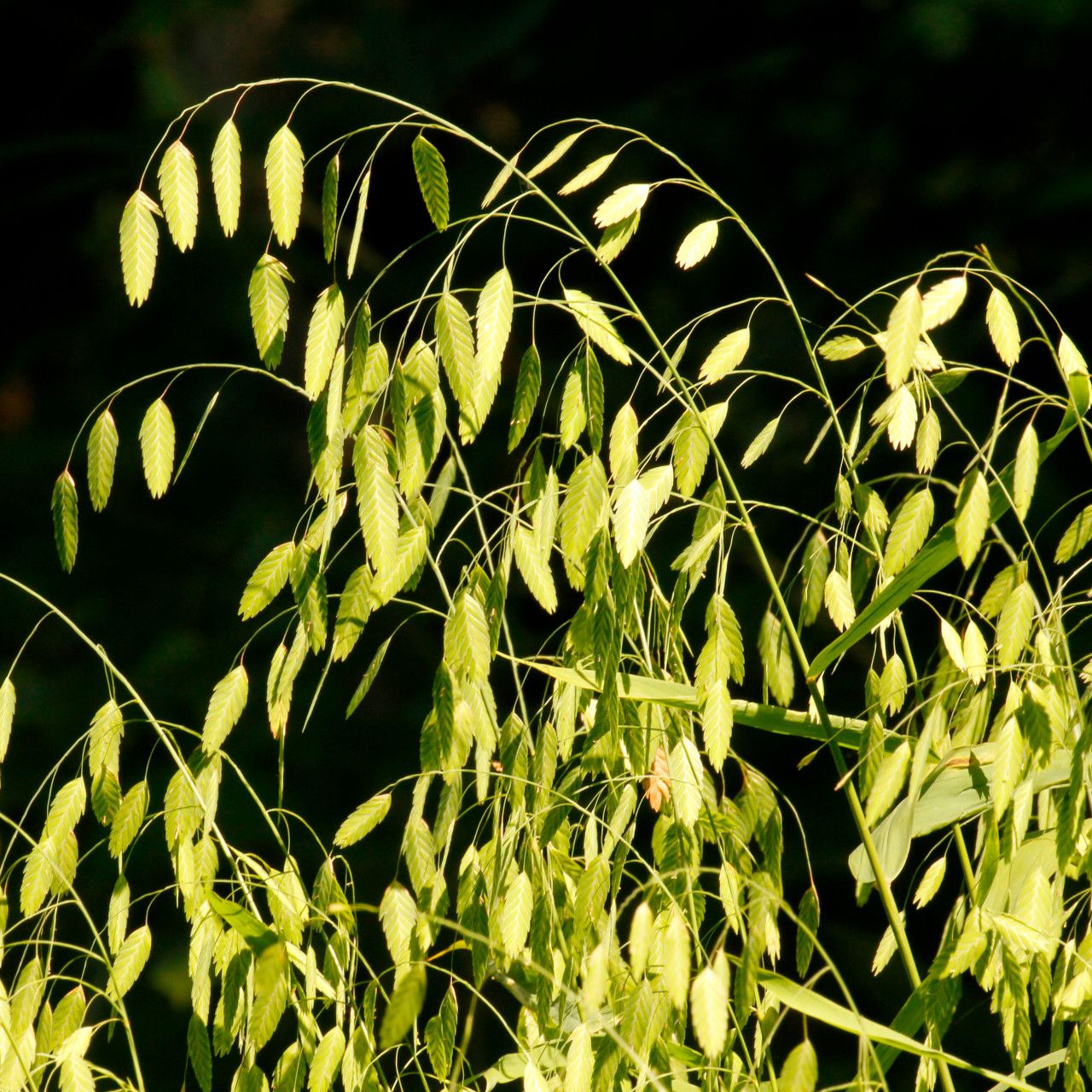 CHASMANTHIUM (N. SEA OATS), 19CM