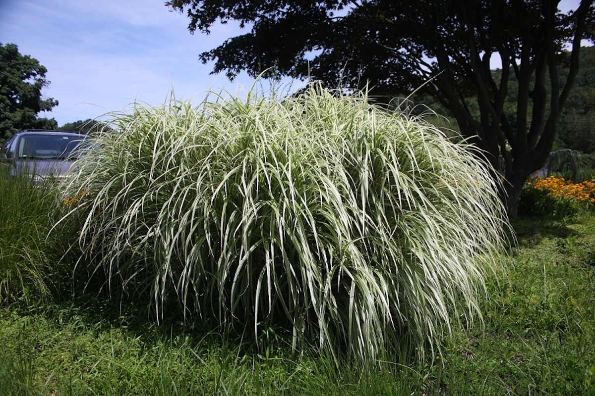 MISC., VARIEGATUS, #2