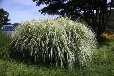 MISC., VARIEGATUS, #2