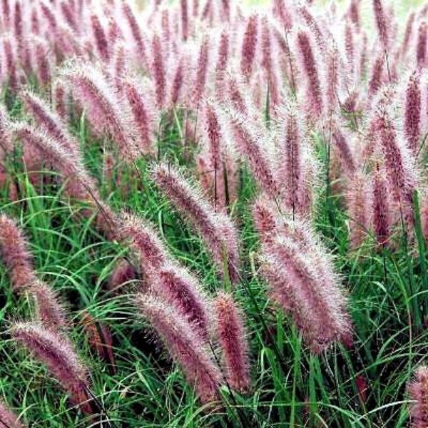 FOUNTAIN GRASS, PE.,REDHEAD, #3