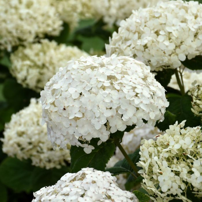 HYDRANGEA, WEE WHITE, #2