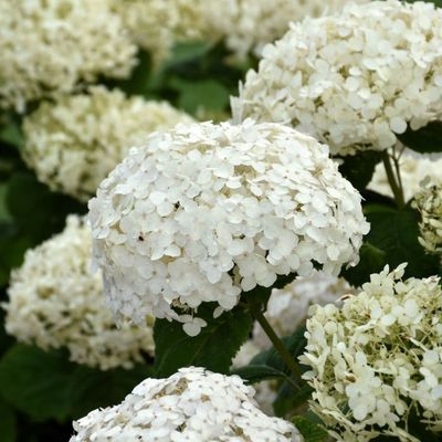 HYDRANGEA, WEE WHITE, #2