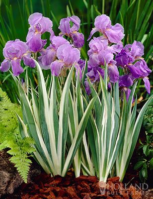 IRIS, VARIEGATA, 19CM