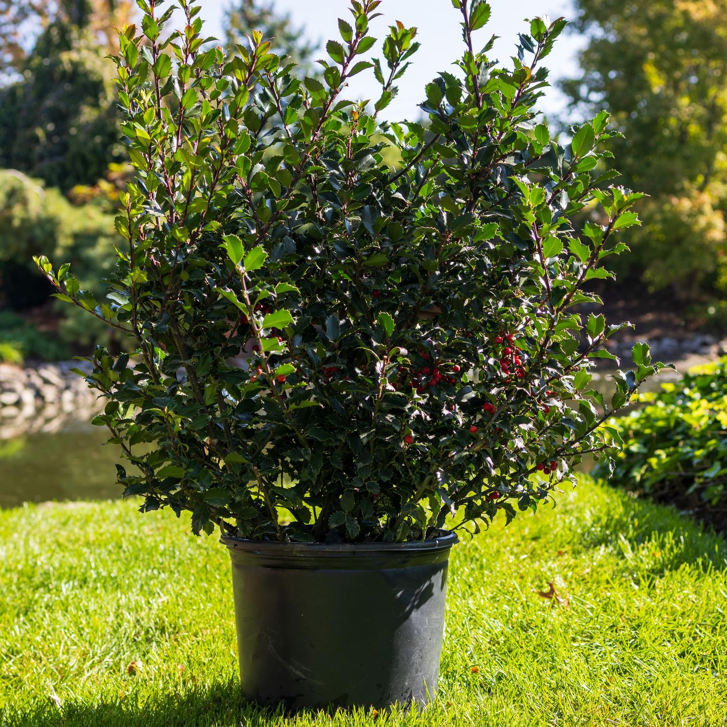 HOLLY, (ILEX), ROYAL FAMILY, #5