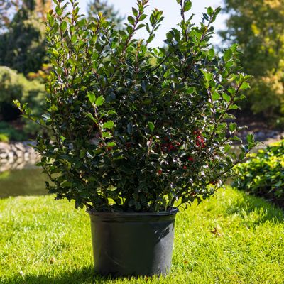 HOLLY, (ILEX), ROYAL FAMILY, #5