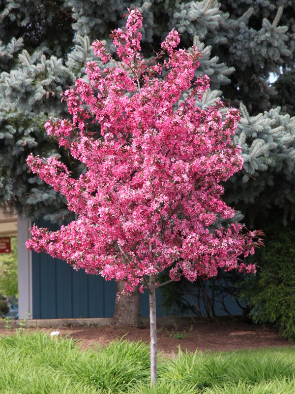 CRABAPPLE, ROYAL RAINDROPS, #7