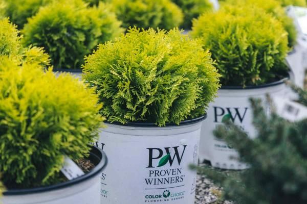 EVERGREEN SHRUB