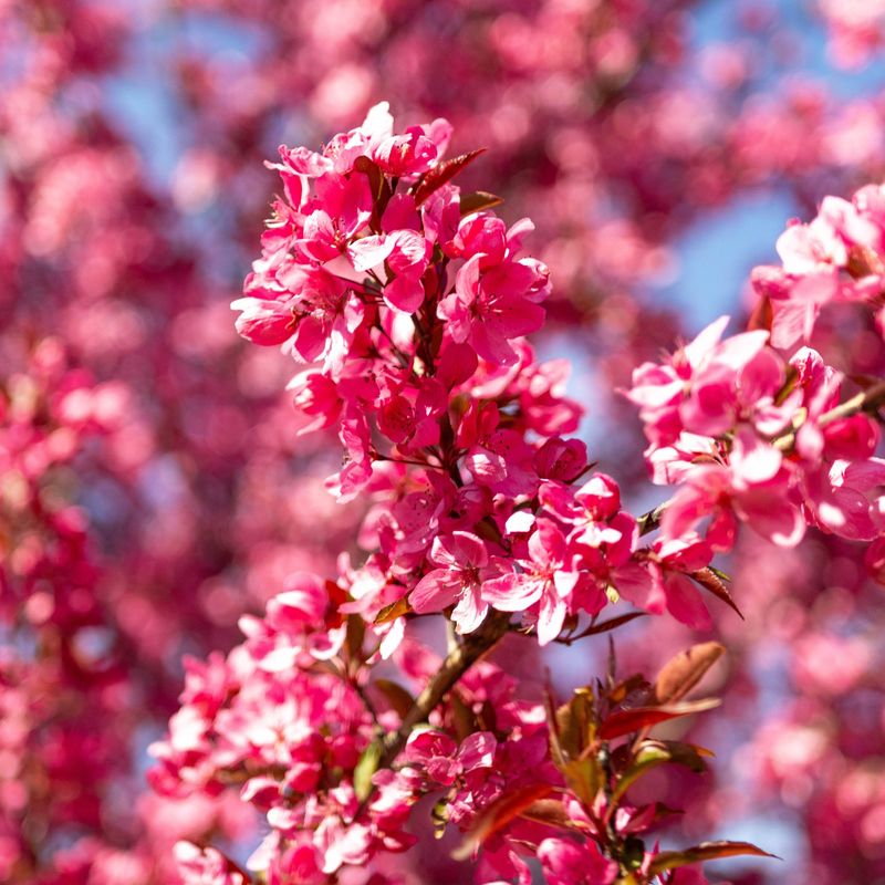 ORNAMENTAL TREE