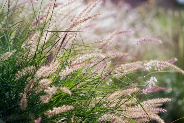 ORNAMENTAL GRASS