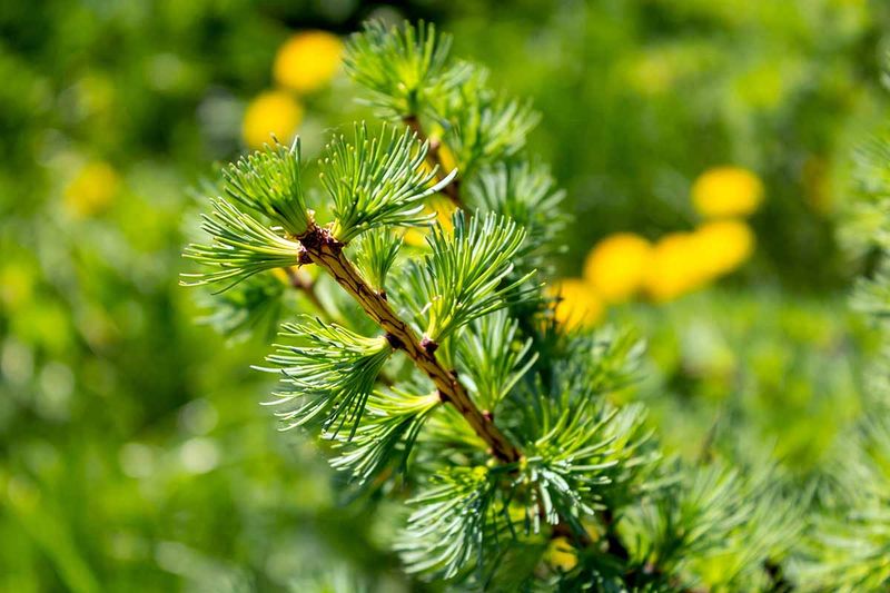 DECIDUOUS CONIFER