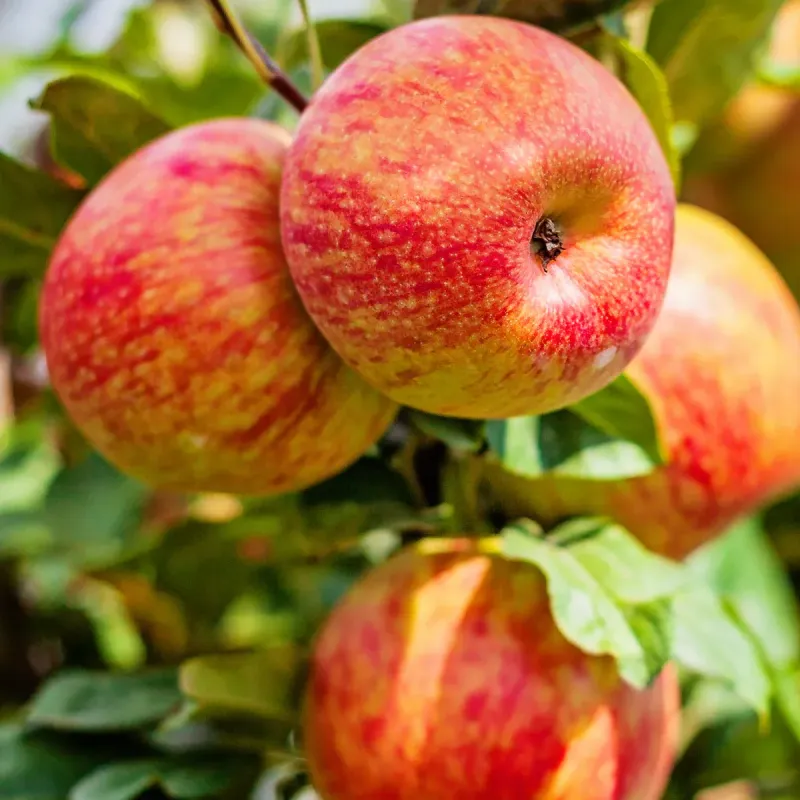 FRUIT TREE