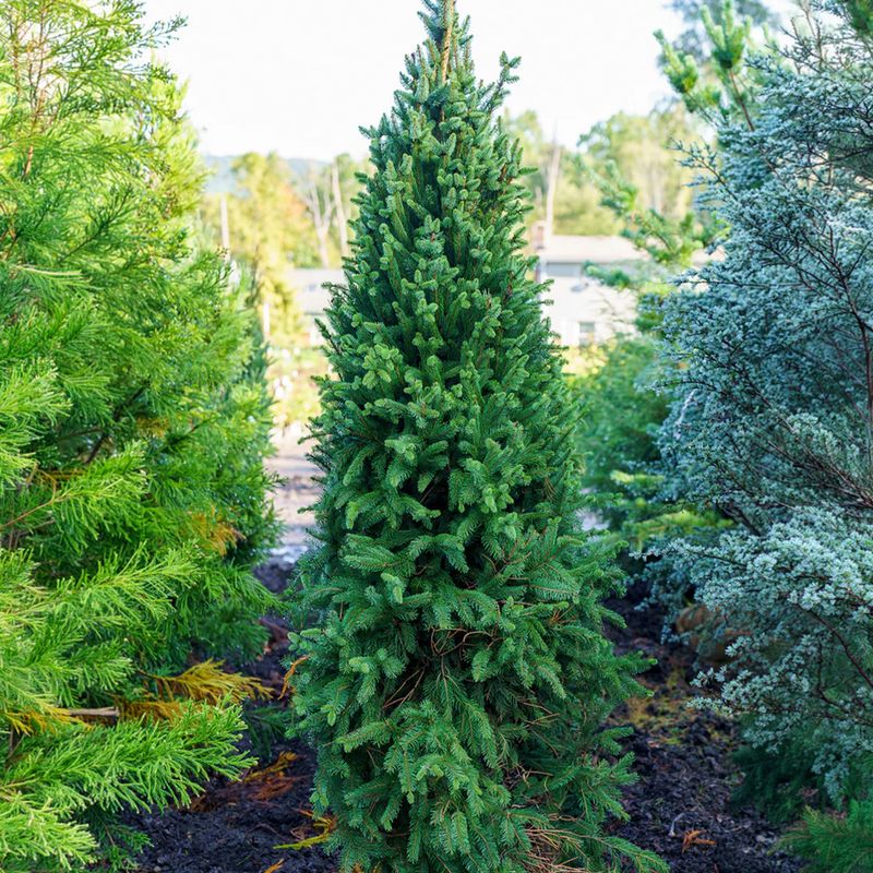 EVERGREEN TREE