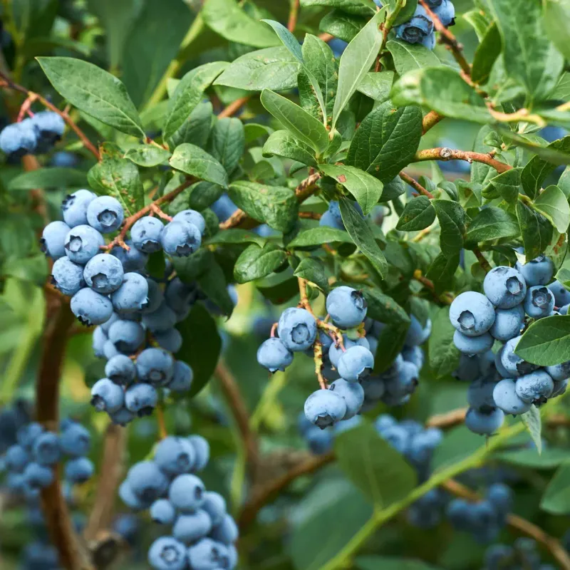 SMALL FRUIT