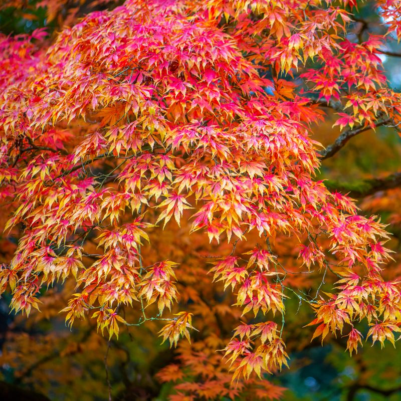 JAPANESE MAPLE