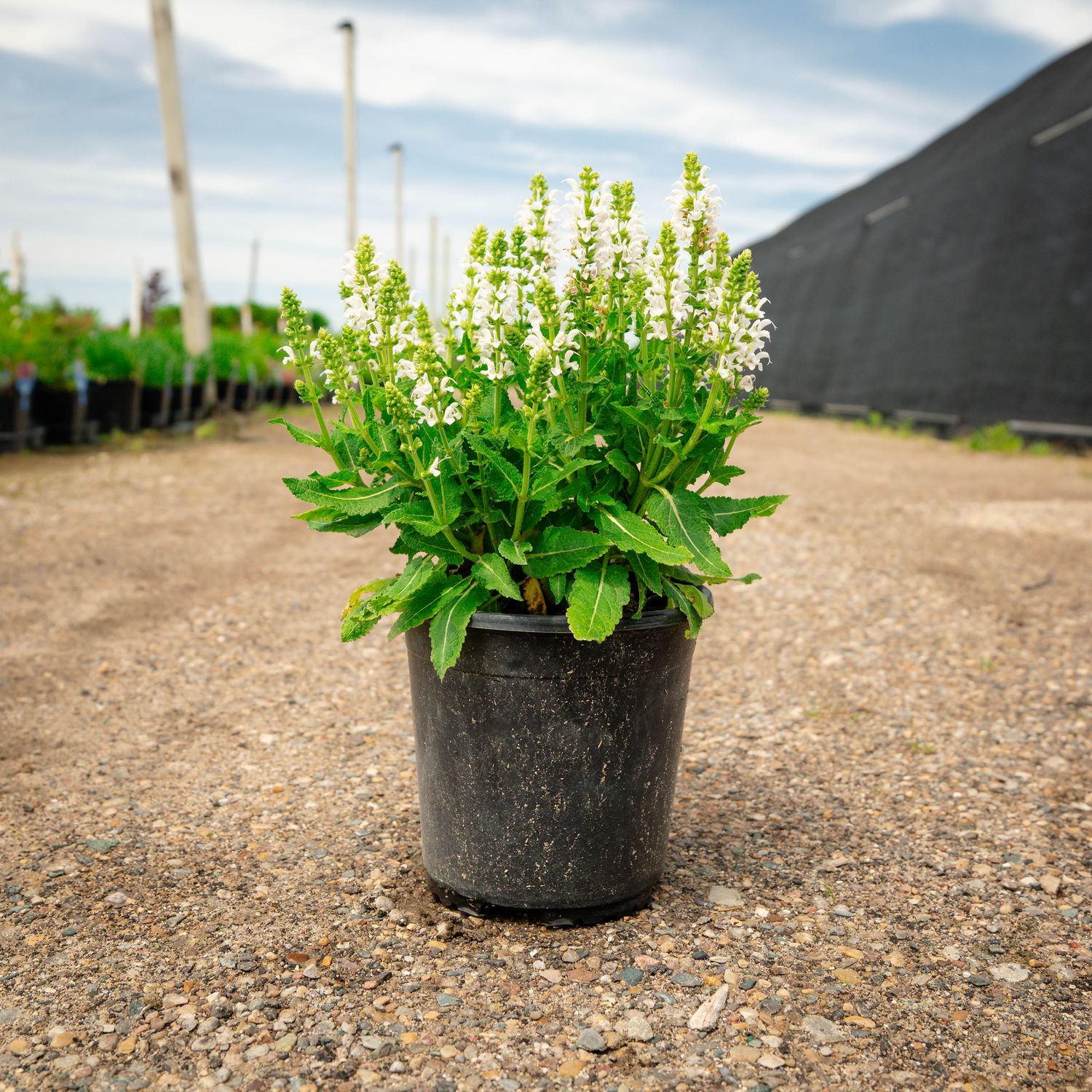 SALVIA SNOW HILL #