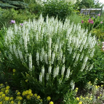 SALVIA SNOW HILL #1