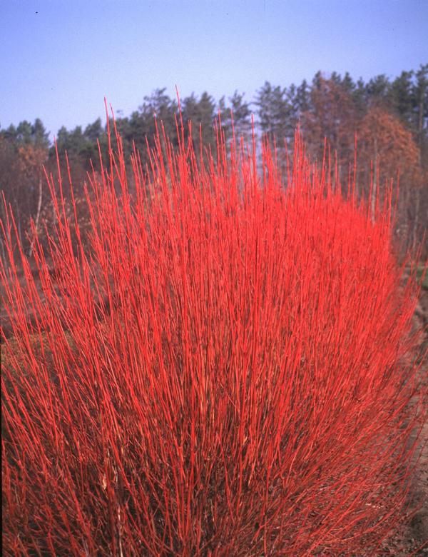 DOGWOOD, CARDINAL, RED OSIER, #5