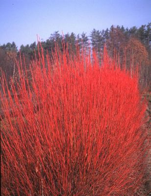 DOGWOOD, CARDINAL, RED OSIER, #5