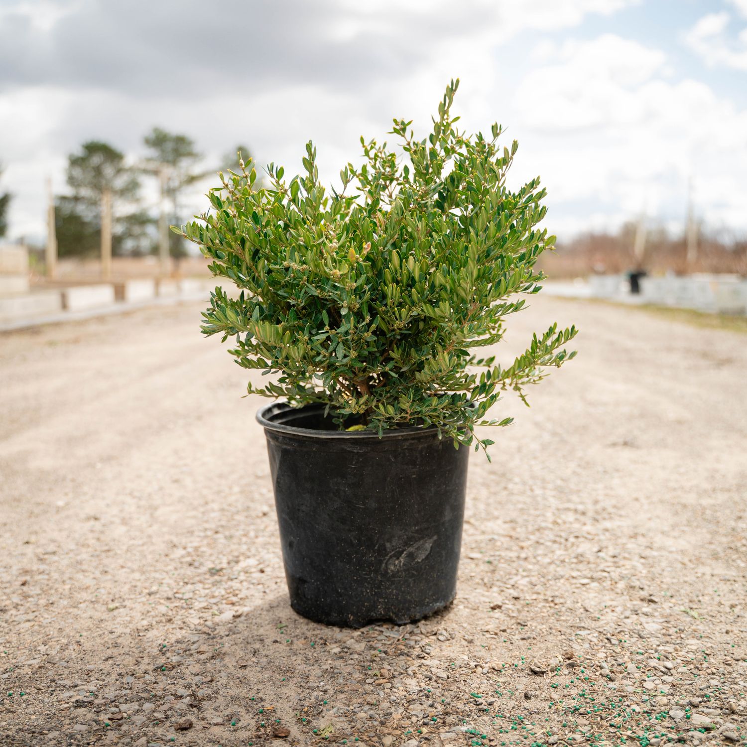 BOXWOOD, GREEN GEM #3