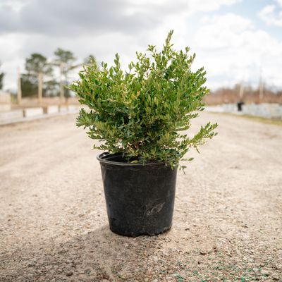 BOXWOOD, GREEN GEM #3