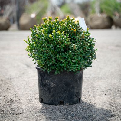 BOXWOOD, GREEN VELVET, #3