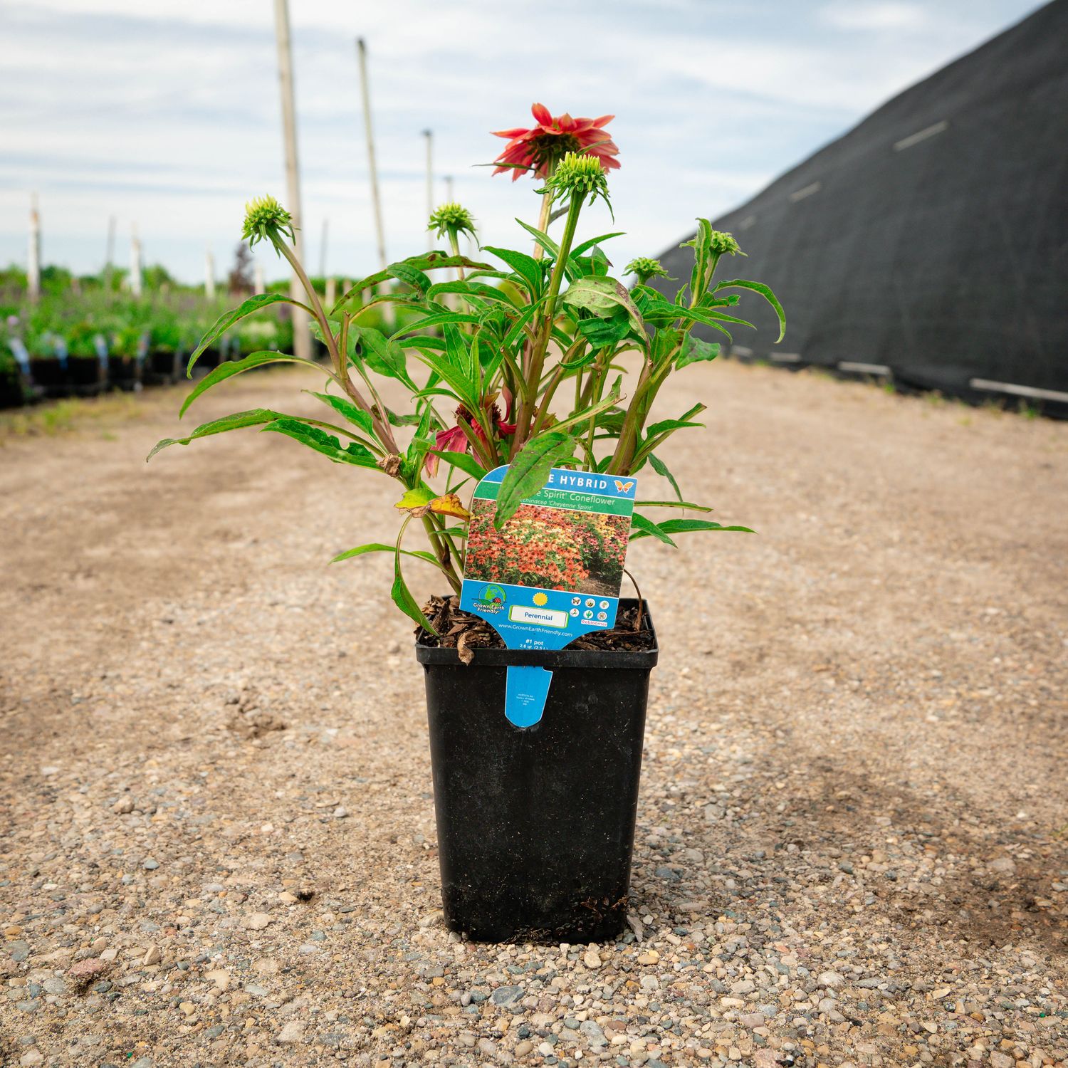 CONEFLOWER, CHEYENNE SPIRIT, #1