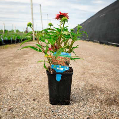 CONEFLOWER, CHEYENNE SPIRIT, #1