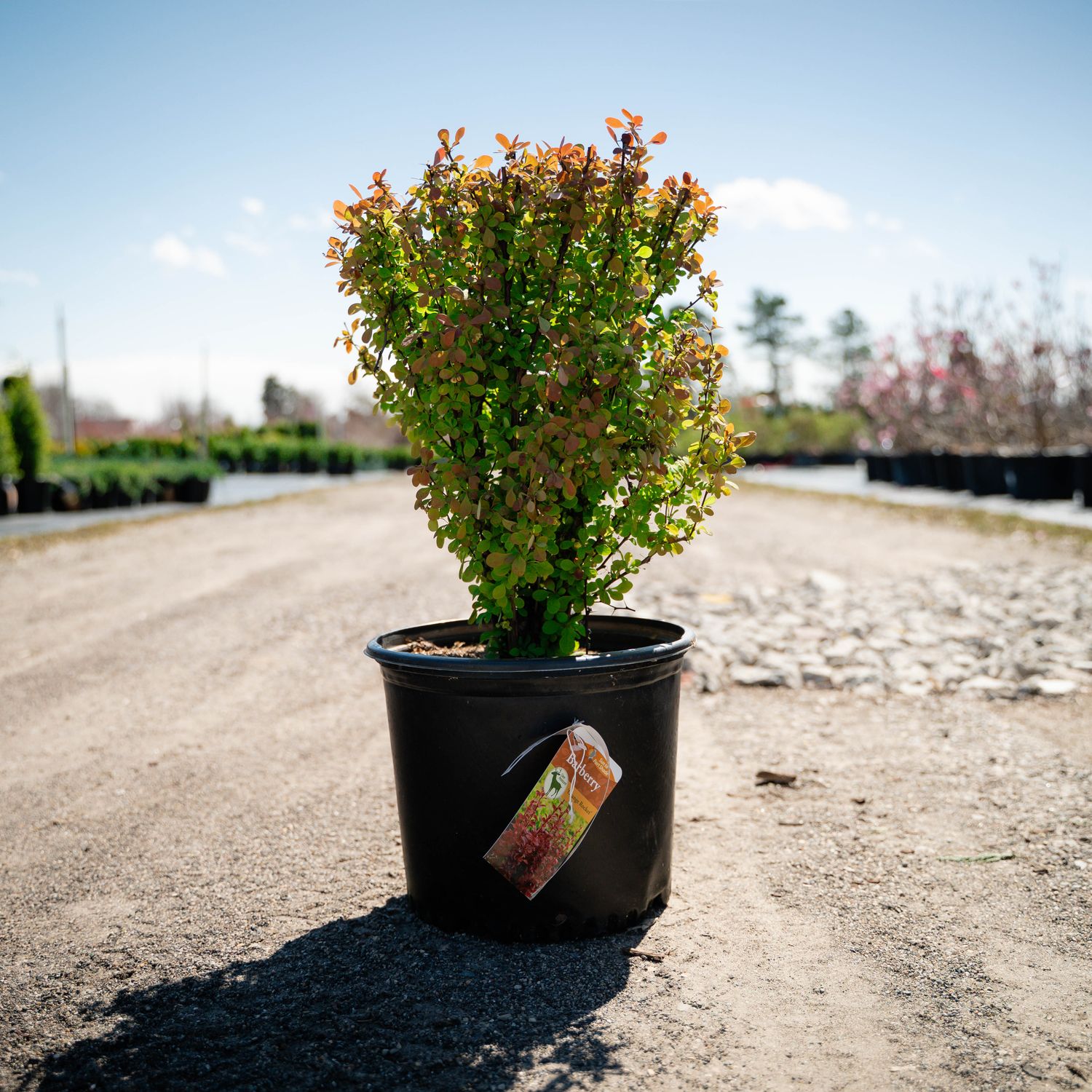 BARBERRY, ORANGE ROCKET #3