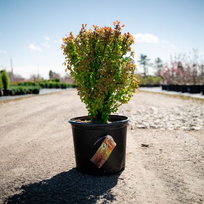 BARBERRY, ORANGE ROCKET #3