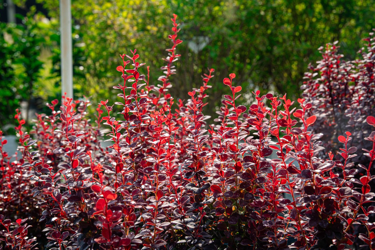 BARBERRY, ORANGE ROCKET #3