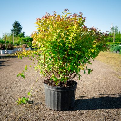 SPIREA, GOLDFLAME, #3