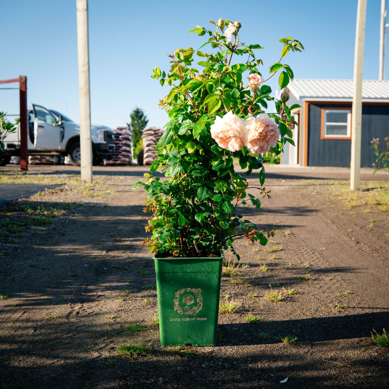 ROSE, DA, BATHSHEBA, #3