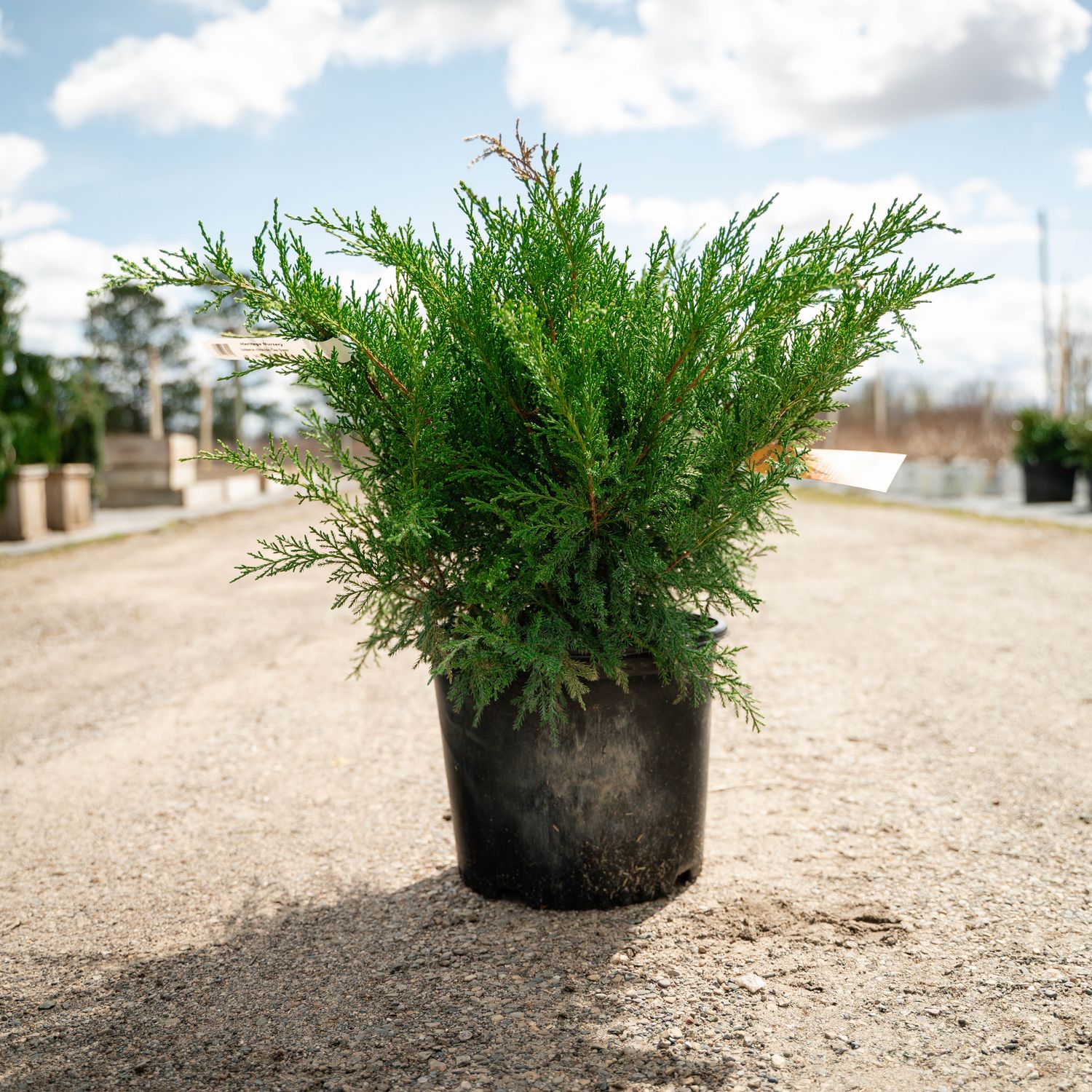 JUNIPER, SEA GREEN, #3