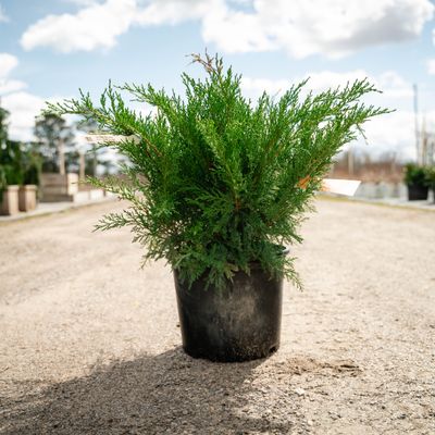 JUNIPER, SEA GREEN, #3