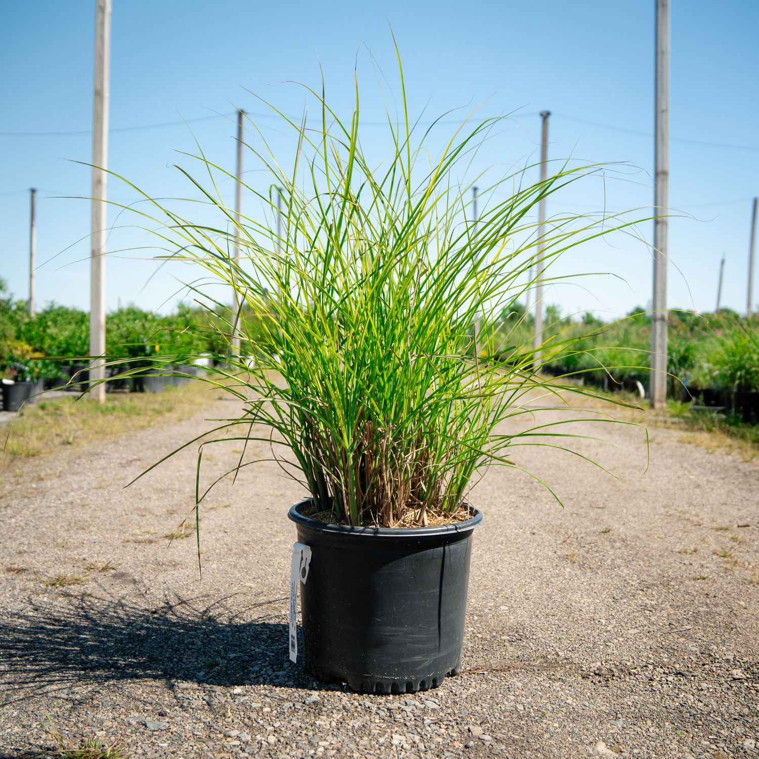 MISCANTHUS GRACILLIMUS, MAIDEN, #3