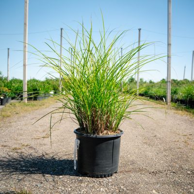 MISCANTHUS GRACILLIMUS, MAIDEN, #3