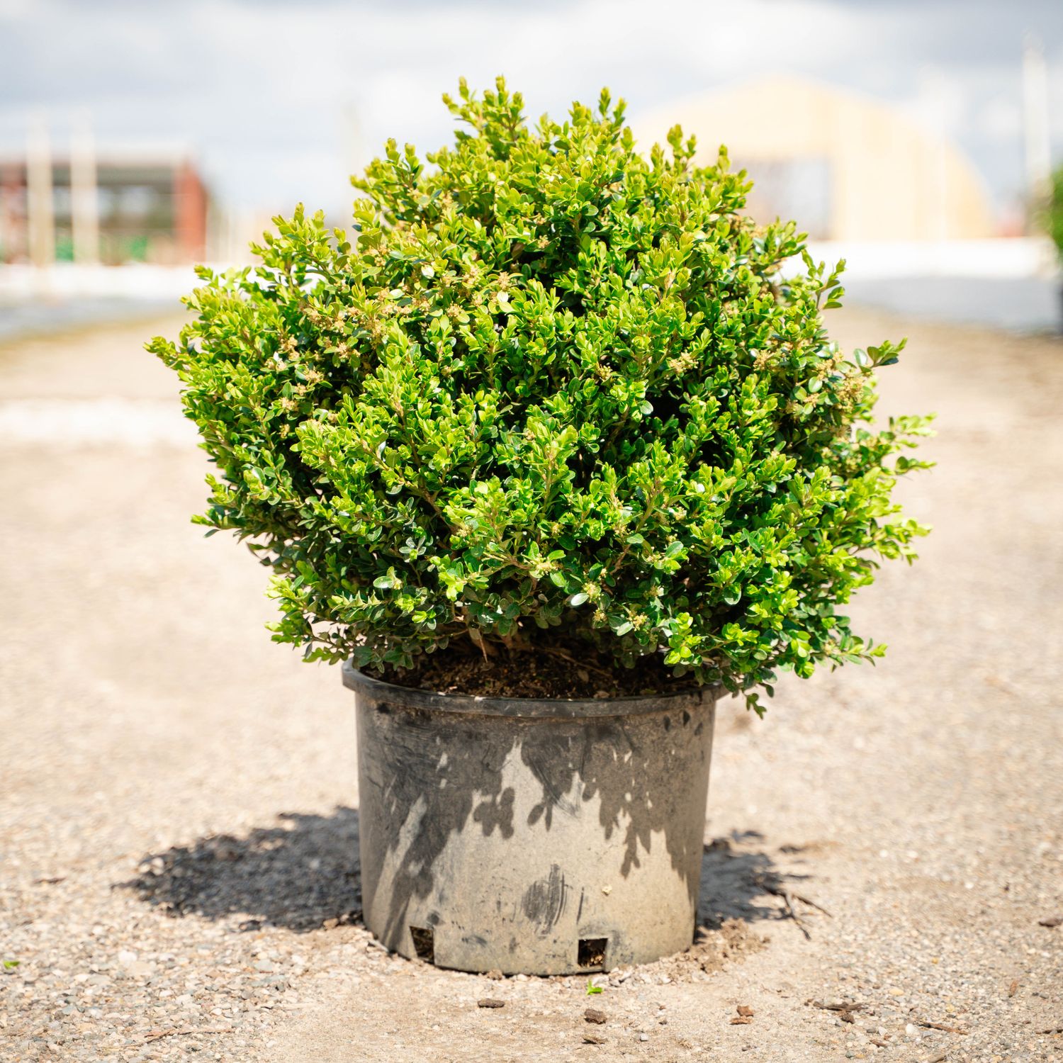 BOXWOOD, GREEN BEAUTY, #6