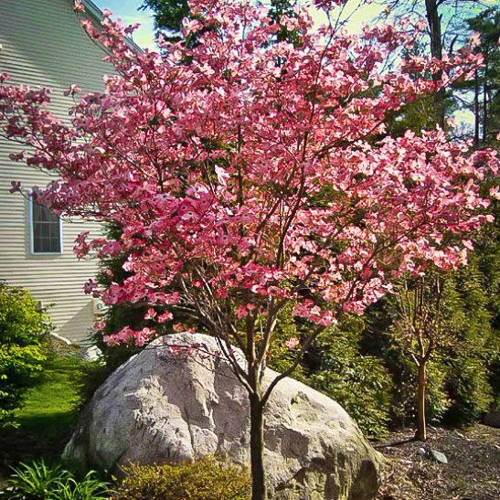 DOGWOOD, FLORIDA, CHEROKEE BRAVE, #7