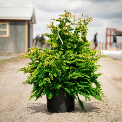 HINOKI, FERNSPRAY GOLD, #6